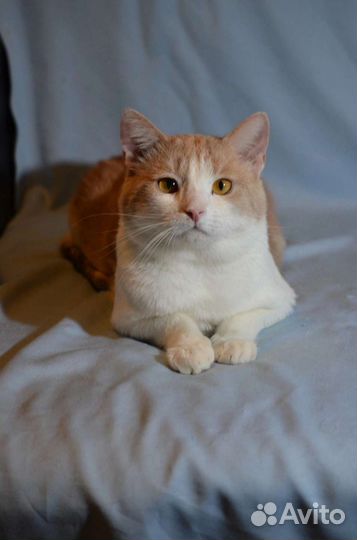 Абрикос ищет дом