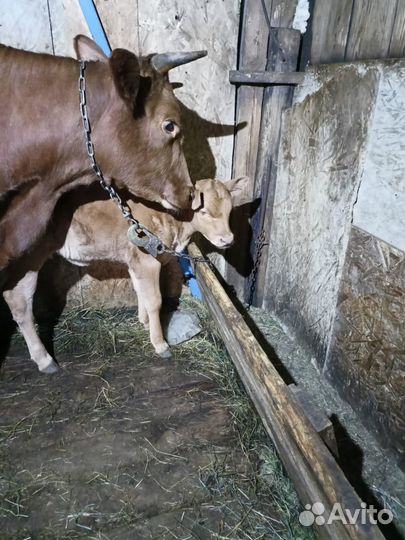 Корова стельная дойная