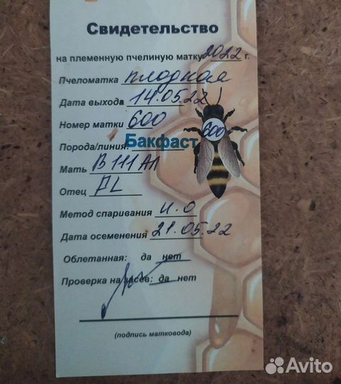 Пчелосемьи, матки Бакфаст Карника в наличии