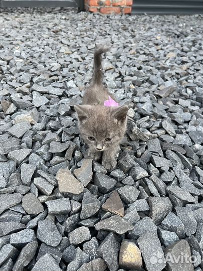 Котенок мальчик бесплатно