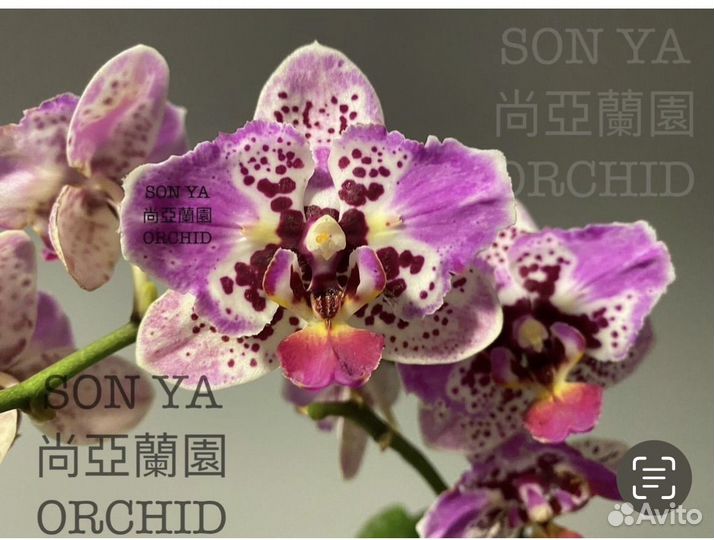 Орхидея подросток нецветущая