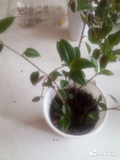 Традесканции разные