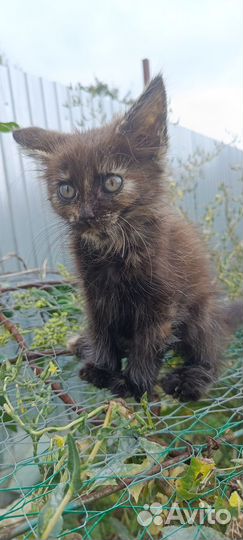 Котята мейн-кун бесплатно полукровки