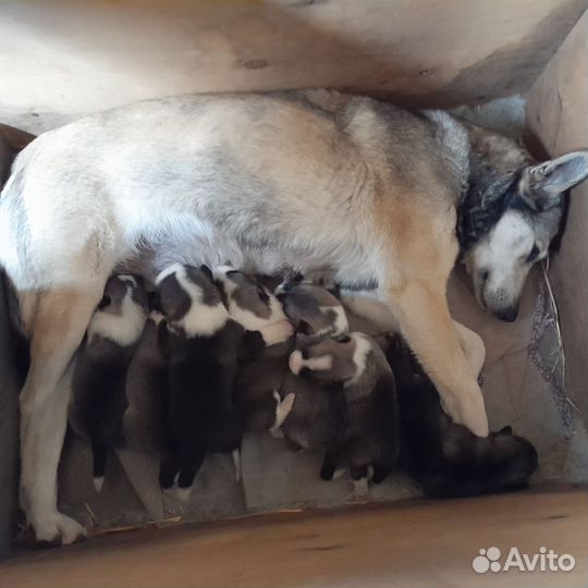 Щенки лайки зсл