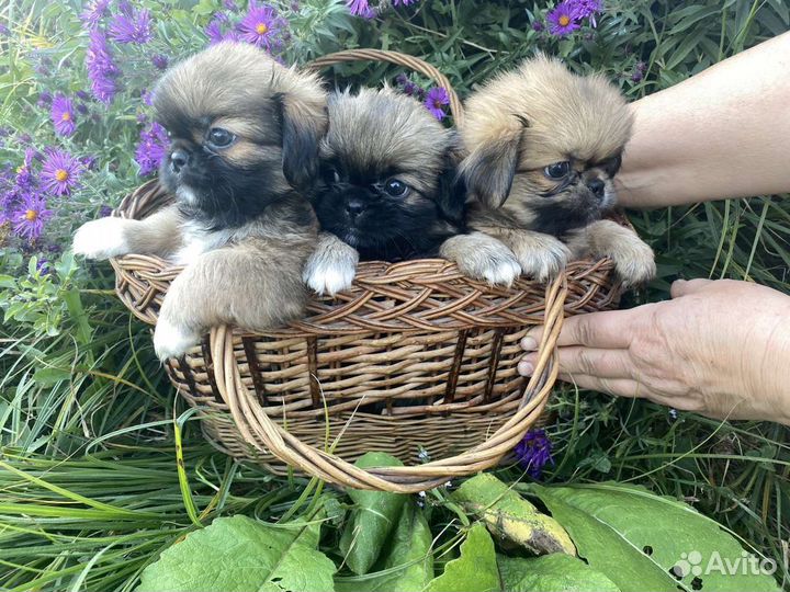 Щенки пекинеса