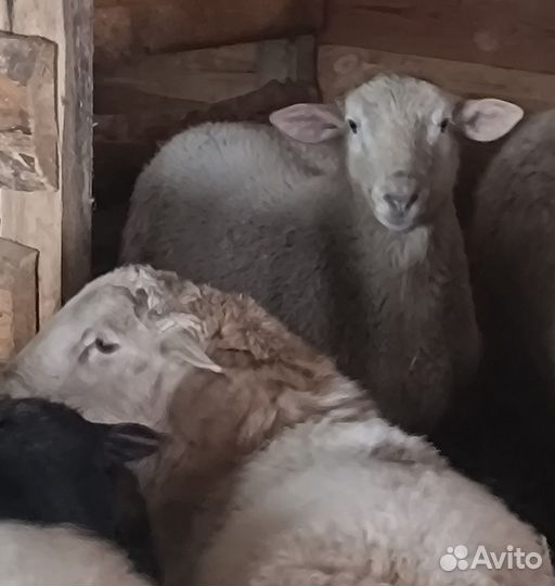 Овцы, бараны, ягнята дорпера, катум, мясо баранина