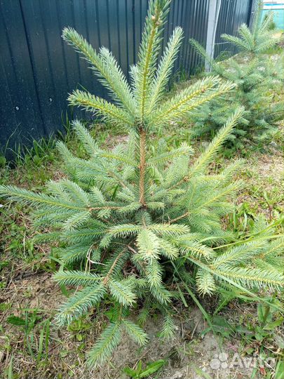 Голубые ели