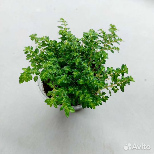 Пилея 9 сортов