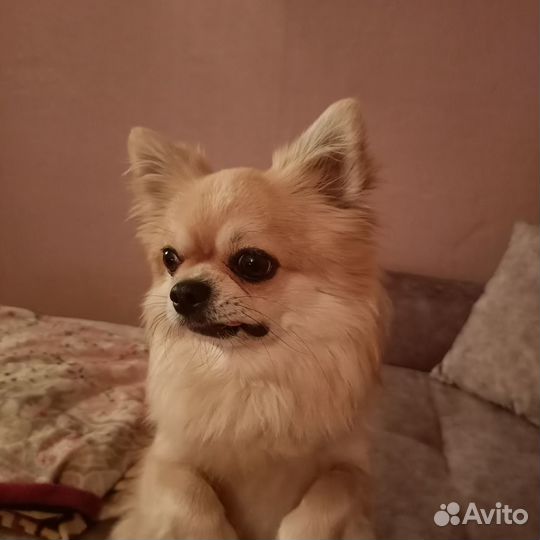 Вязка чихуахуа