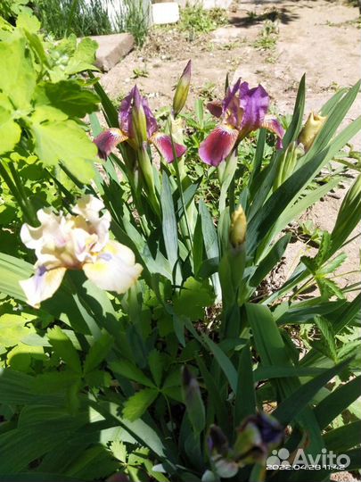 Ирисы бордюрные микс