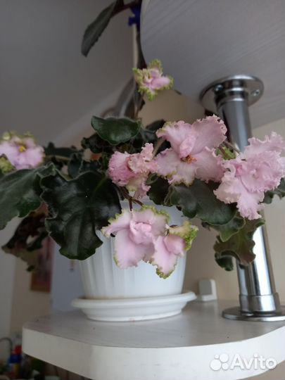 Фиалка в горшках