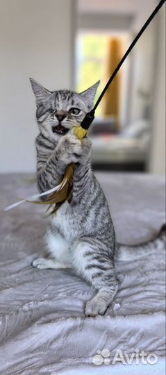 Ляля, особенный котёнок в добрые руки