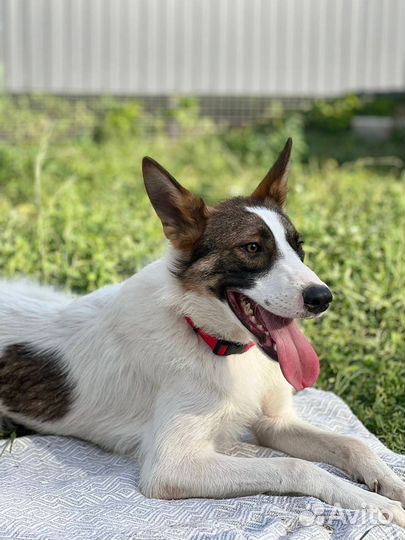 Собака в добрые руки