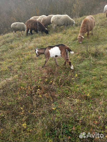 Нубийский козел