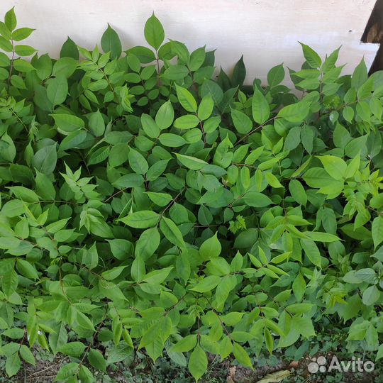 Эводия Даниэля, Пчелиное дерево, саженцы зкс