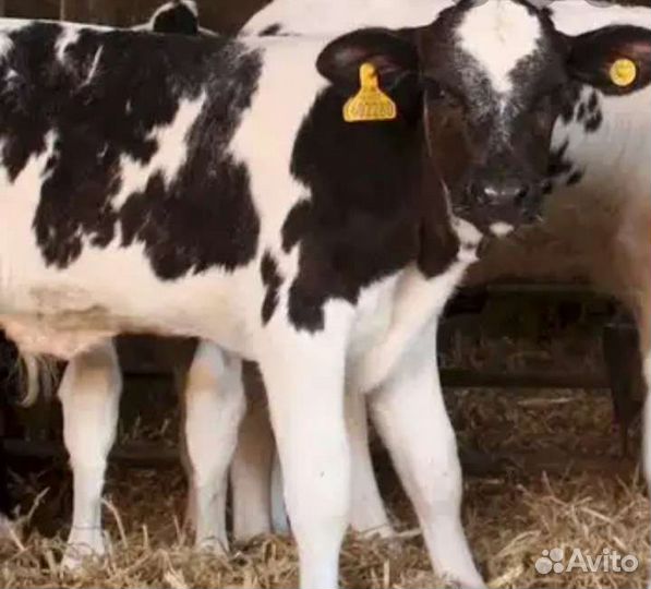 Телята бычки