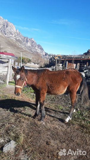 Два жеребёнка