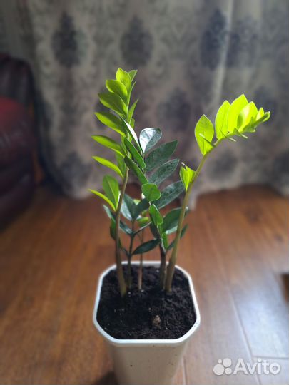 Замиокулькас