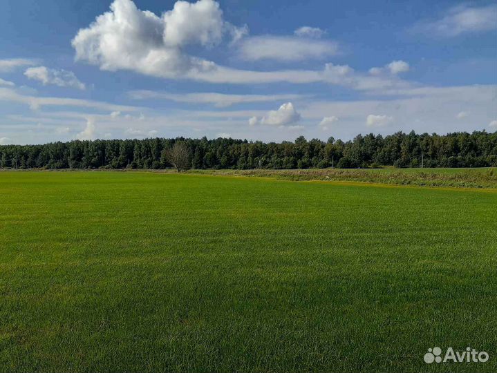 Рулонный газон от производителя