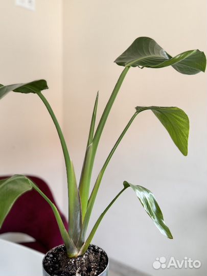 Стрелиция Николая