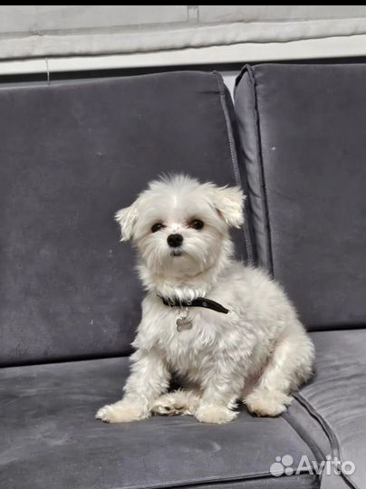 Молодой кобель приглашает на вязку