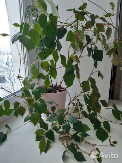 Монстера, алоэ