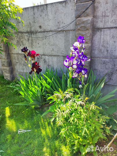 Ирисы бородатые сортовые