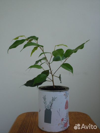 Домашние растения