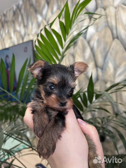 Йоркширский терьер беби фейс