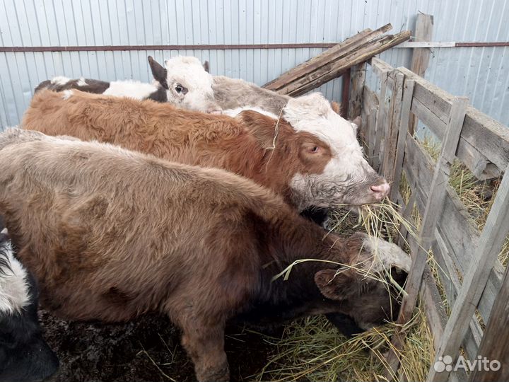 Тёлочки 6-8 мес