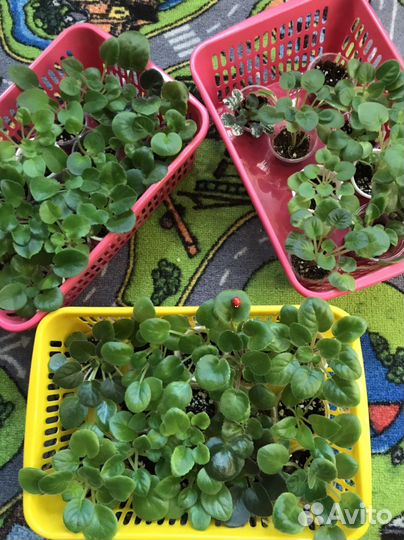 Фиалочки детки сортовые будут с 25.09.23