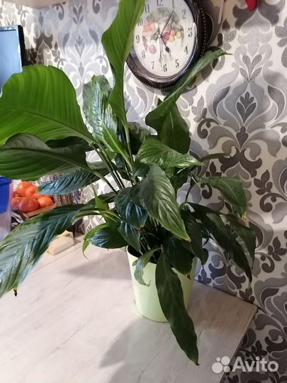 Спатифиллум