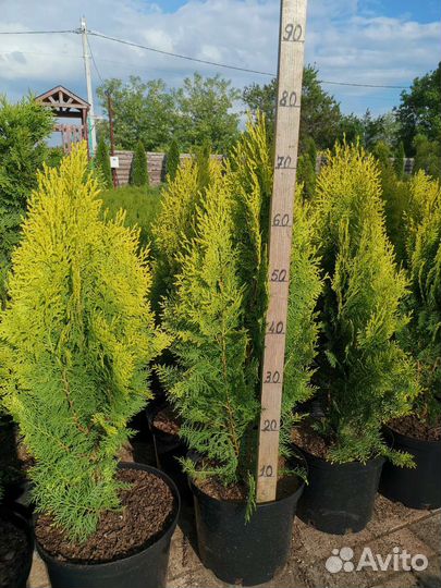 Туя можжевельник самшит сосна