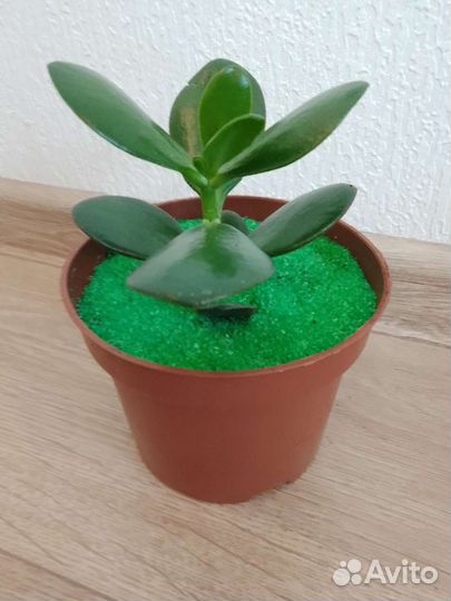 Красулла (толстянка)