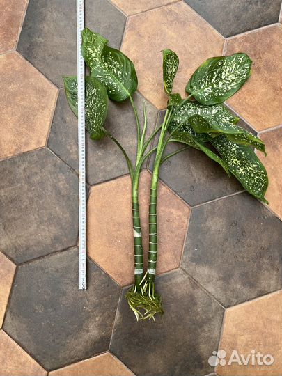 Диффенбахия