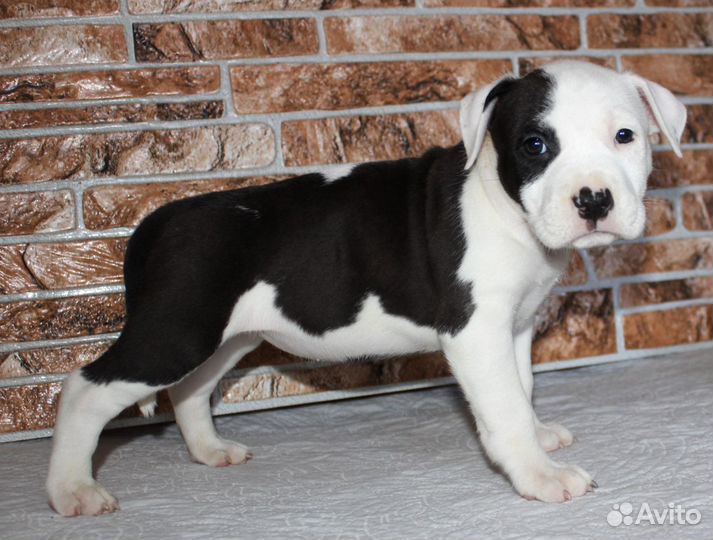 Щенки
