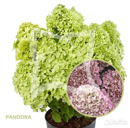 Гортензия метельчатая серии пан