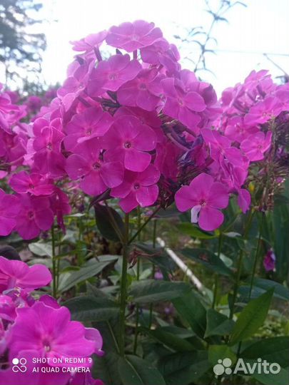 Флоксы сортовые