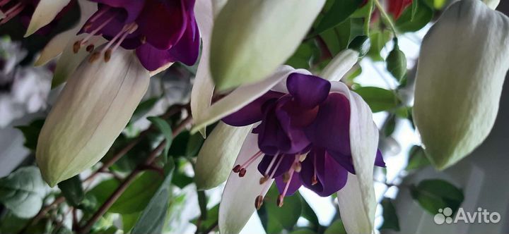 Фуксия сортовая укорененная