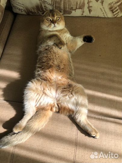 Шиншиллы кошки