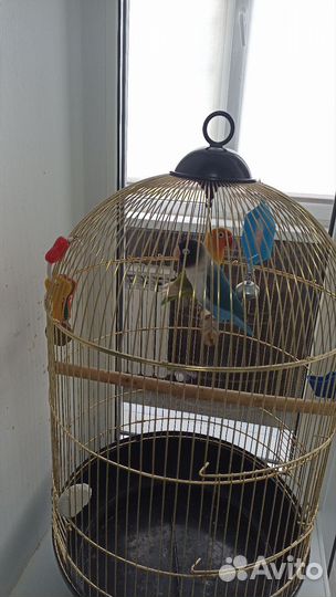 Попугаи неразлучники