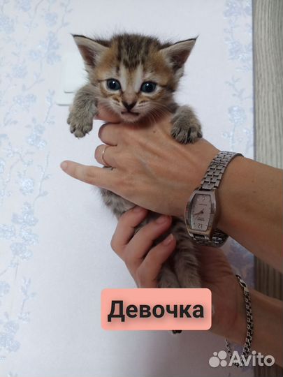 Котята 1 месяц