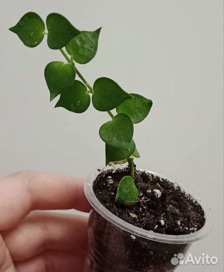 Дисхидия Миллион Сердец