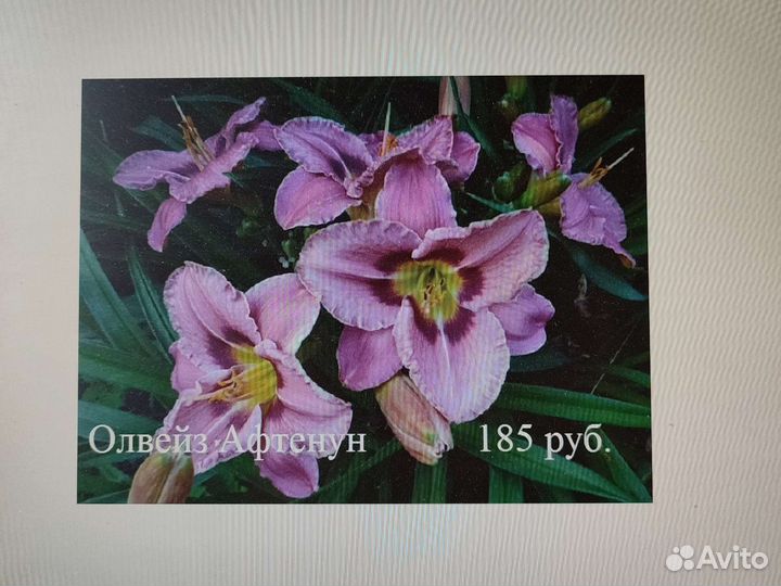 Саженцы