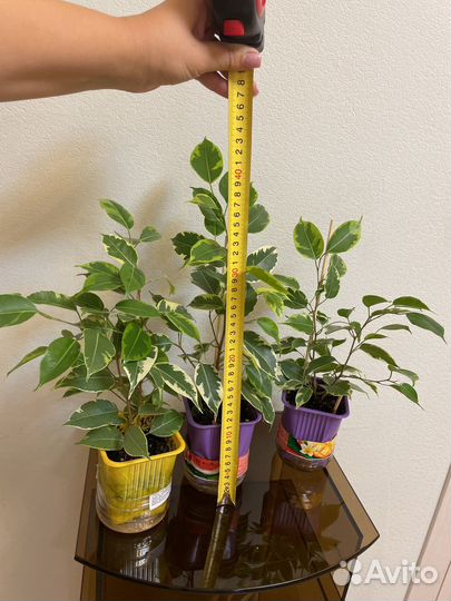 Фикус бенджамина