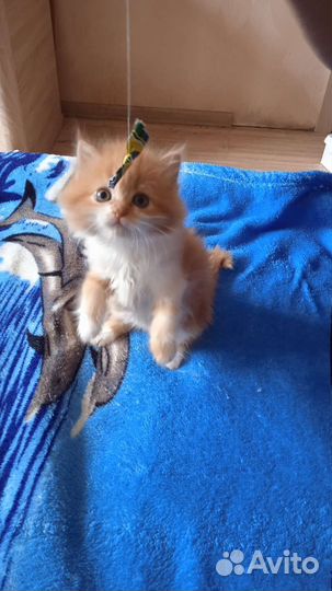 Кошки и коты