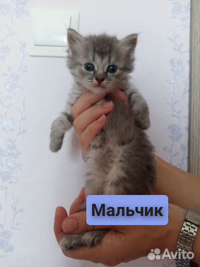 Котята 1 месяц