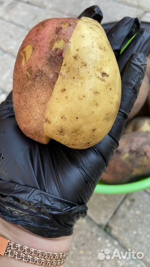 Картофель новый урожай 2024