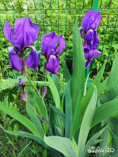 Ирисы