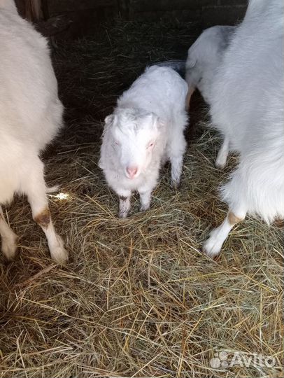 Коза дойная молочная и козлята